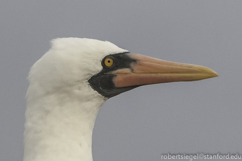 galapagos